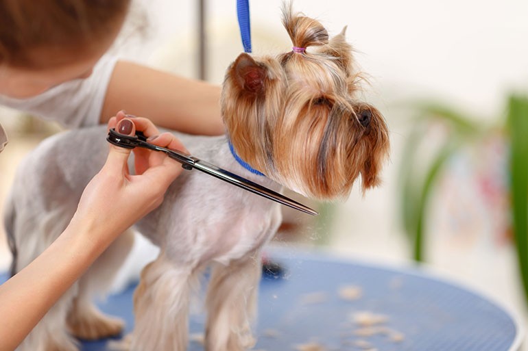 Affordable Pet Grooming
