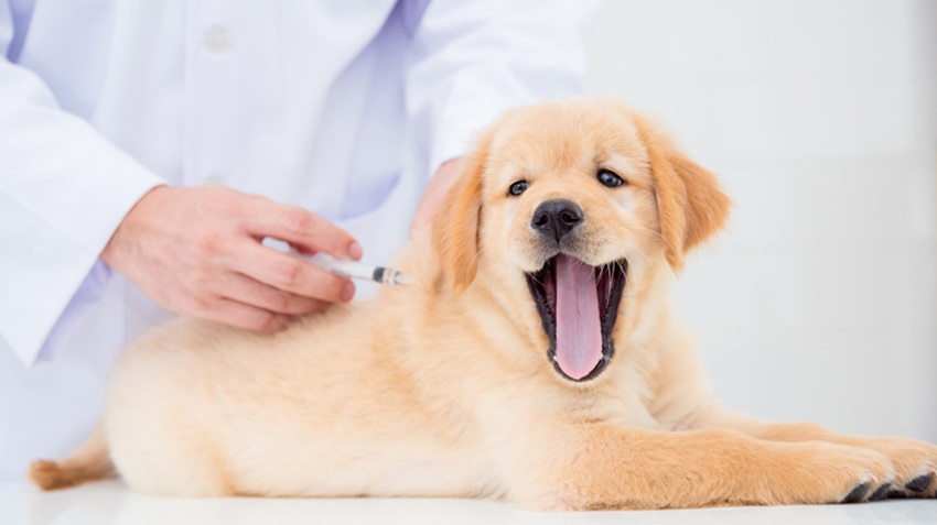 Signs Your Dog is Healthy