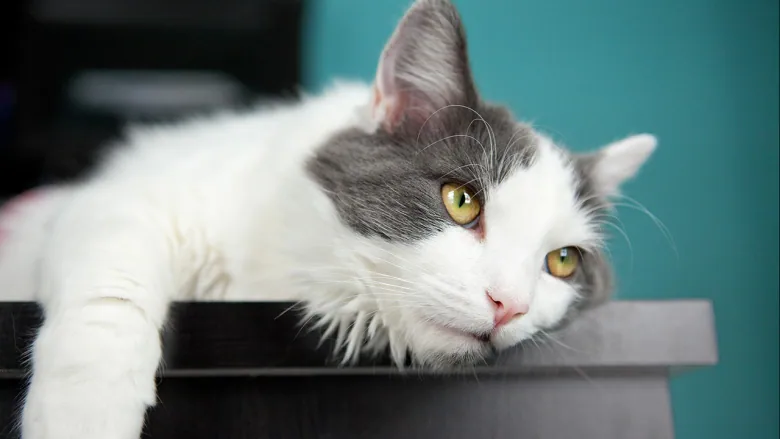 Be aware of a cool way to improve your cat’s health and comfort level