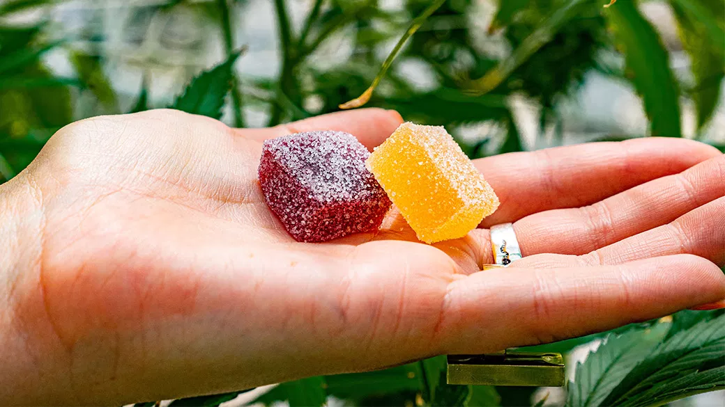 Get the Right Gummy Versions With helps of Observer Reviews